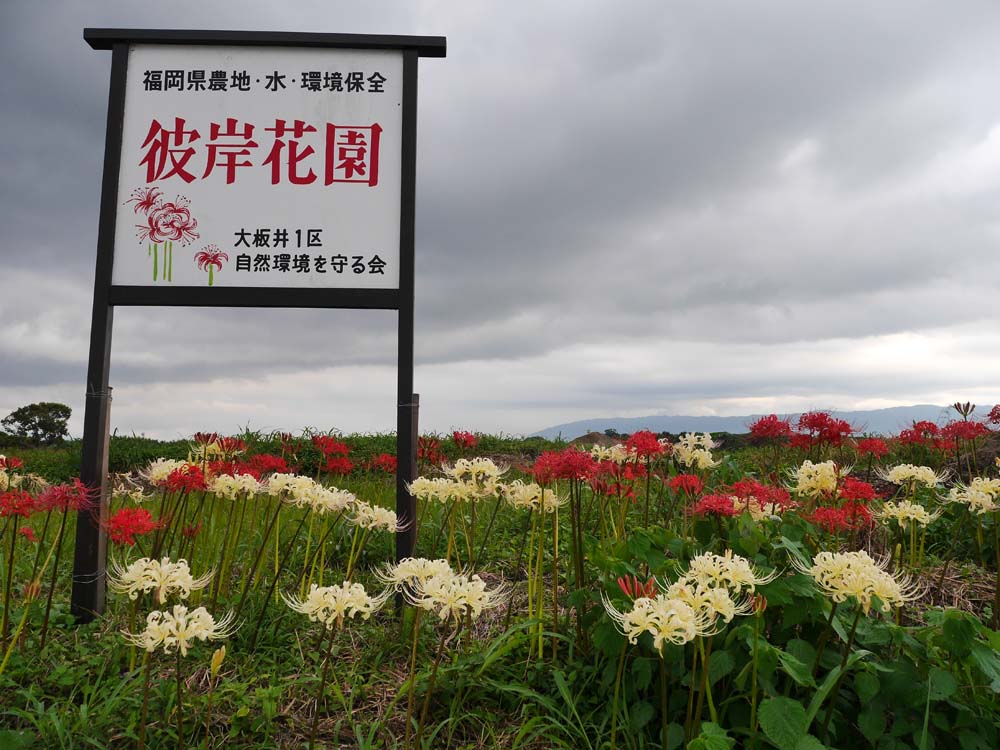 大板井1区　彼岸花園