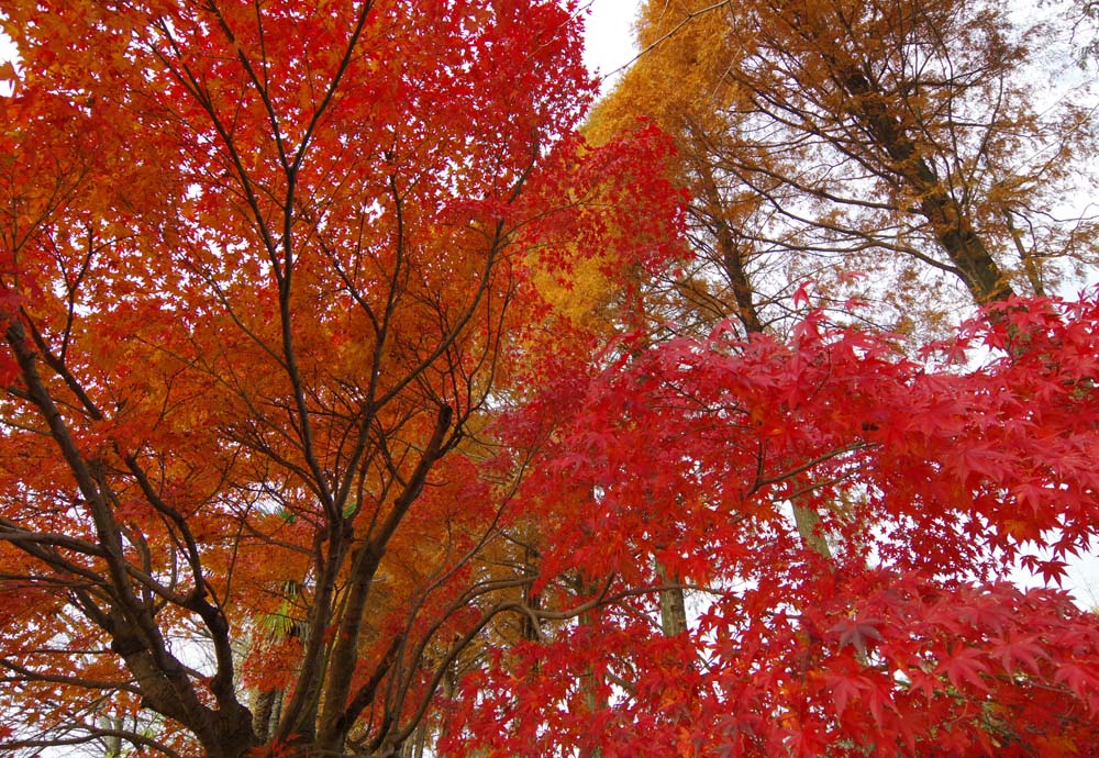 城山公園　紅葉