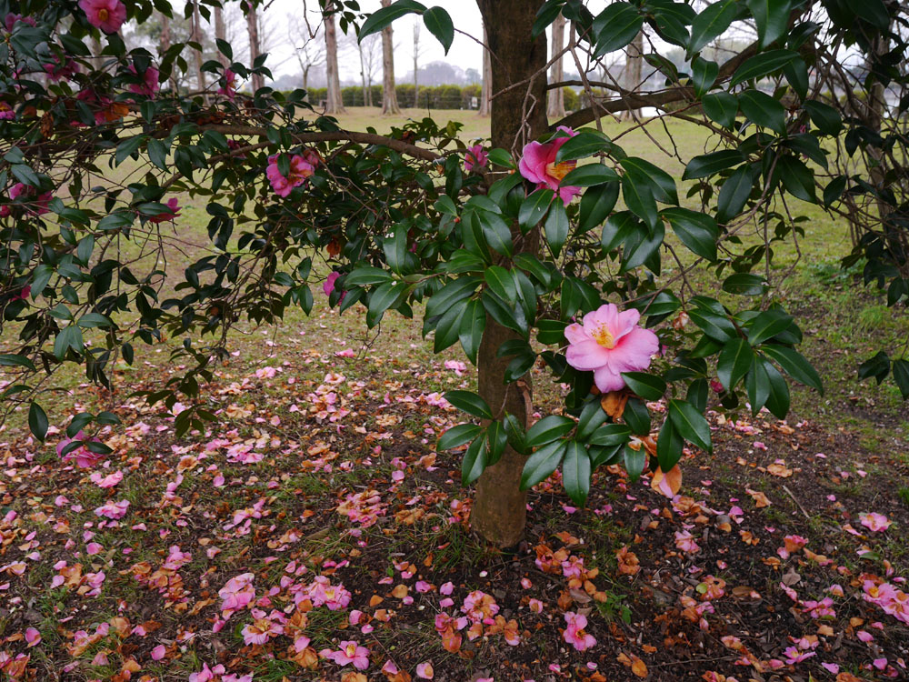 城山公園　椿