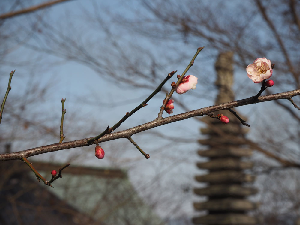 春の息吹