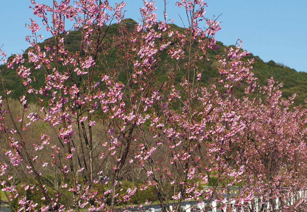 城山公園　ヨウコウサクラ