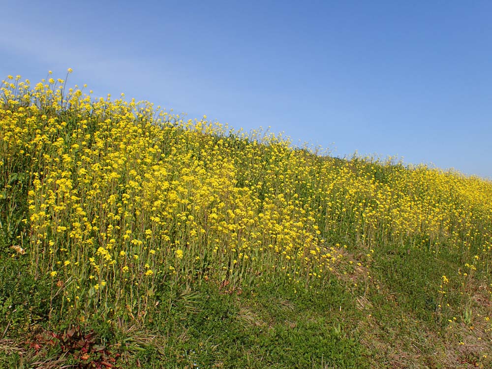 菜の花満開