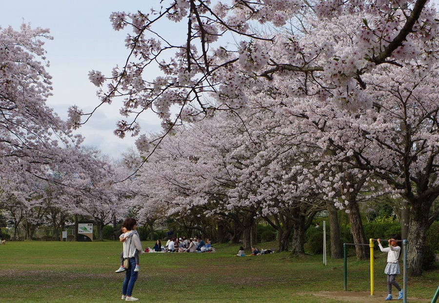 城山公園　ソメイヨシノ桜