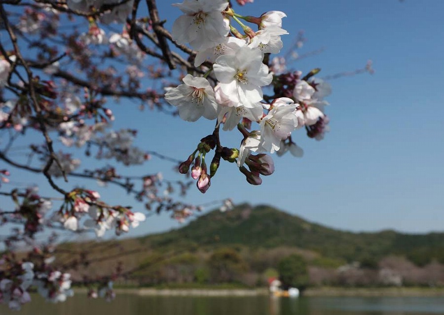 城山公園　桜