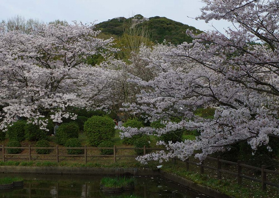 城山公園　桜