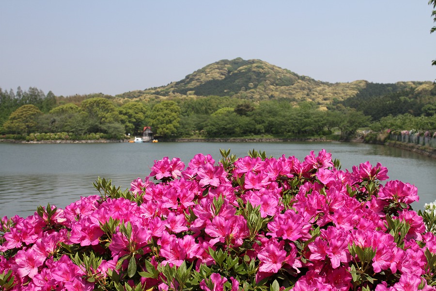 城山公園とツツジ