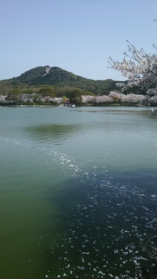 今年も見事な一本桜