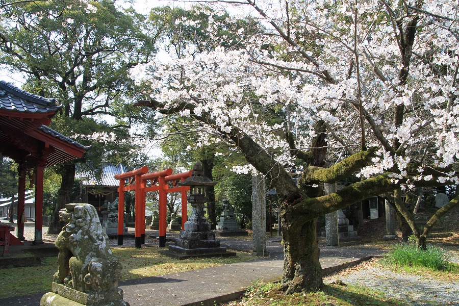 桜の古木