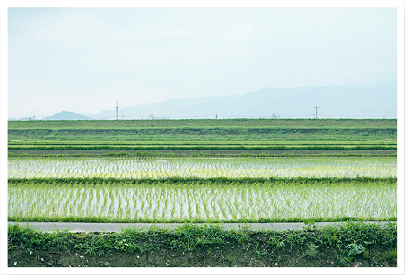 田植え時期の田園風景