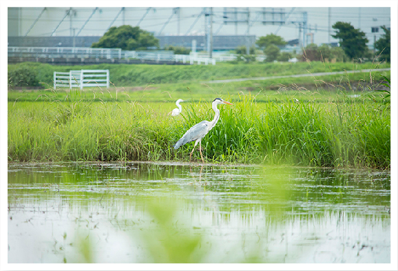 野鳥のいる水辺の風景