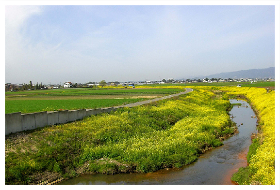 春先菜の花で黄色に染まる宝満川河川敷