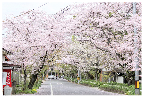 開花時期の松崎桜の馬場
